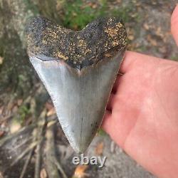 Authentic Fossil Megalodon Shark Tooth- 5.23 X 3.90