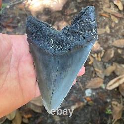 Authentic Fossil Megalodon Shark Tooth- 5.26 X 3.78