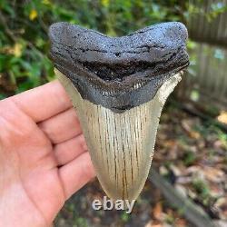 Authentic Fossil Megalodon Shark Tooth- 5.2 x 3.72