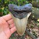 Authentic Fossil Megalodon Shark Tooth- 5.2 X 3.72