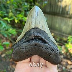 Authentic Fossil Megalodon Shark Tooth- 5.2 x 3.72