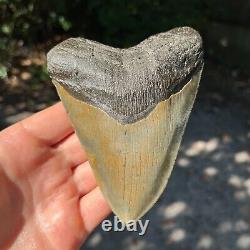 Authentic Fossil Megalodon Shark Tooth- 5.2 x 3.91