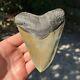 Authentic Fossil Megalodon Shark Tooth- 5.2 X 3.91