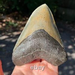 Authentic Fossil Megalodon Shark Tooth- 5.2 x 3.91