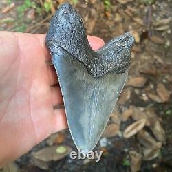 Authentic Fossil Megalodon Shark Tooth- 5.30 X 4.11