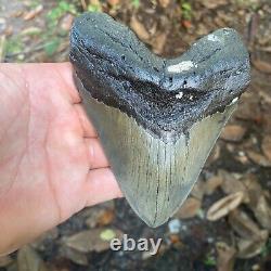Authentic Fossil Megalodon Shark Tooth- 5.30 X 4.11