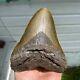 Authentic Fossil Megalodon Shark Tooth- 5.33 X 4.23