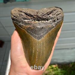 Authentic Fossil Megalodon Shark Tooth- 5.33 x 4.23