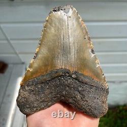 Authentic Fossil Megalodon Shark Tooth- 5.33 x 4.23