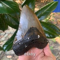 Authentic Fossil Megalodon Shark Tooth-5.36 X 4.42