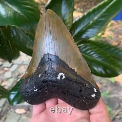 Authentic Fossil Megalodon Shark Tooth-5.36 X 4.42