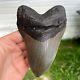 Authentic Fossil Megalodon Shark Tooth- 5.38 X 3.53