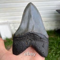 Authentic Fossil Megalodon Shark Tooth- 5.38 x 3.53