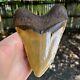 Authentic Fossil Megalodon Shark Tooth- 5.45 X 4.14