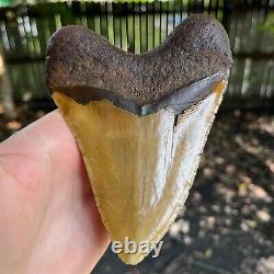 Authentic Fossil Megalodon Shark Tooth- 5.45 x 4.14