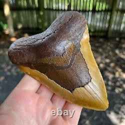 Authentic Fossil Megalodon Shark Tooth- 5.45 x 4.14