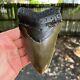 Authentic Fossil Megalodon Shark Tooth- 5.47 X 3.48