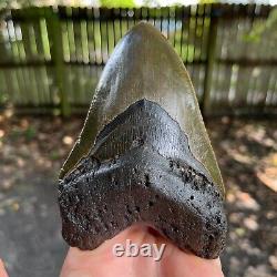 Authentic Fossil Megalodon Shark Tooth- 5.47 x 3.48