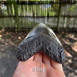 Authentic Fossil Megalodon Shark Tooth- 5.47 x 3.48