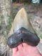 Authentic Fossil Megalodon Shark Tooth- 5.52 X 4.50