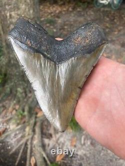 Authentic Fossil Megalodon Shark Tooth- 5.52 X 4.50