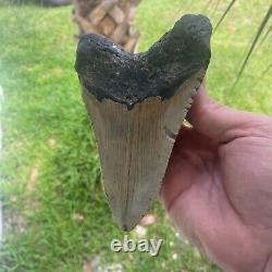 Authentic Fossil Megalodon Shark Tooth- 5.73 X 3.99