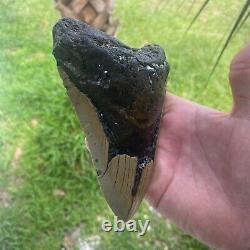 Authentic Fossil Megalodon Shark Tooth- 5.73 X 3.99