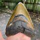 Authentic Fossil Megalodon Shark Tooth- 5.84 X 4.35