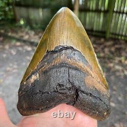Authentic Fossil Megalodon Shark Tooth- 5.84 x 4.35