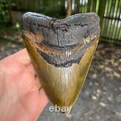 Authentic Fossil Megalodon Shark Tooth- 5.84 x 4.35