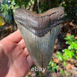 Authentic Fossil Megalodon Shark Tooth- 5.9 x 4.55