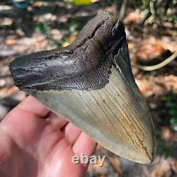 Authentic Fossil Megalodon Shark Tooth- 5.9 x 4.55