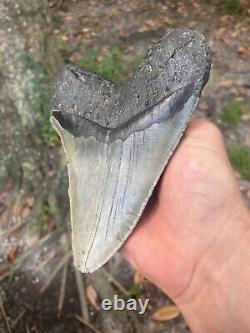 Authentic Fossil Megalodon Shark Tooth- 6.26 X 4.76 Six Inch Meg