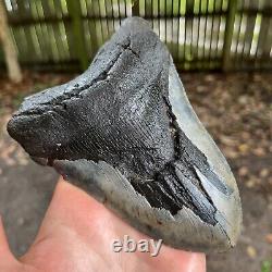Authentic Fossil Megalodon Shark Tooth- 6.30 x 4.54
