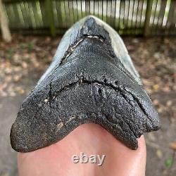 Authentic Fossil Megalodon Shark Tooth- 6.30 x 4.54