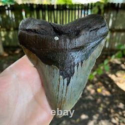 Authentic Fossil Megalodon Shark Tooth- 6.37 x 5.10