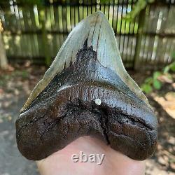 Authentic Fossil Megalodon Shark Tooth- 6.37 x 5.10