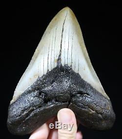 Authentic Huge Megalodon Shark Tooth 6.09 Extinct Fossil NO REPAIR (ACG1-1)