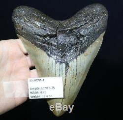 Authentic Huge Megalodon Shark Tooth 6.09 Extinct Fossil NO REPAIR (ACG1-1)