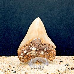 Authentic MEGALODON Shark Tooth Fossil All Natural