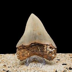 Authentic MEGALODON Shark Tooth Fossil All Natural