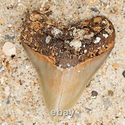 Authentic MEGALODON Shark Tooth Fossil All Natural