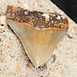 Authentic MEGALODON Shark Tooth Fossil All Natural