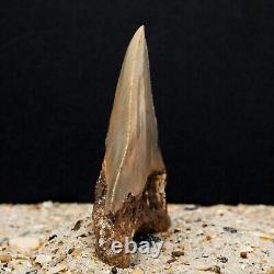 Authentic MEGALODON Shark Tooth Fossil All Natural