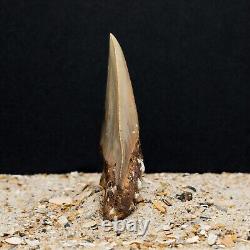 Authentic MEGALODON Shark Tooth Fossil All Natural