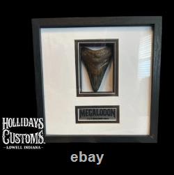 Authentic Megalodon Shark Tooth 3.625 Fossil Custom Framed Shadowbox Display