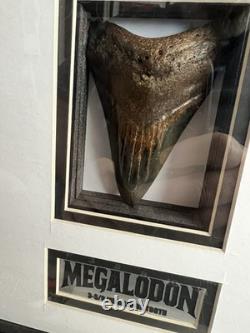Authentic Megalodon Shark Tooth 3.625 Fossil Custom Framed Shadowbox Display