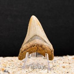 Authentic Megalodon Shark Tooth Fossil