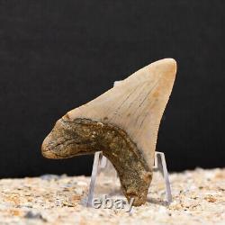 Authentic Megalodon Shark Tooth Fossil