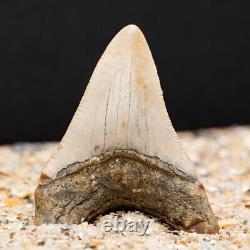 Authentic Megalodon Shark Tooth Fossil